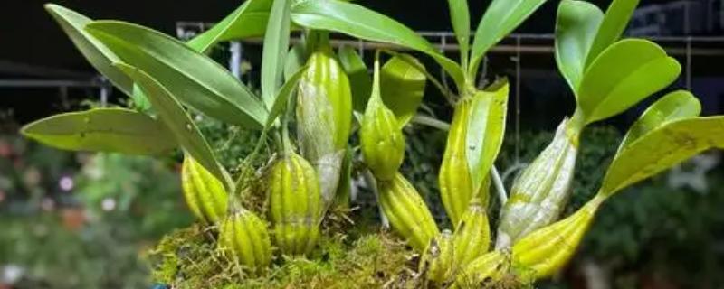 如何在家养殖石斛