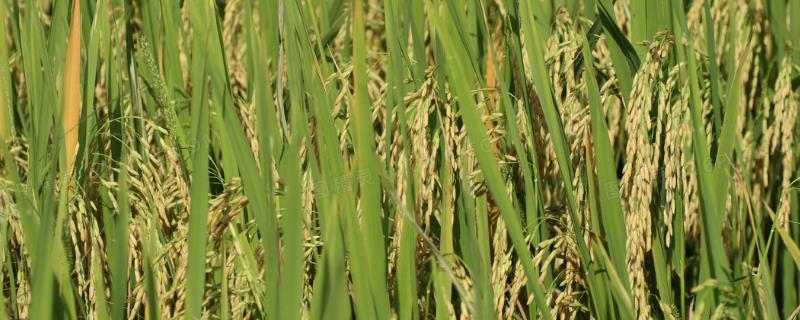 水稻与小麦有什么区别