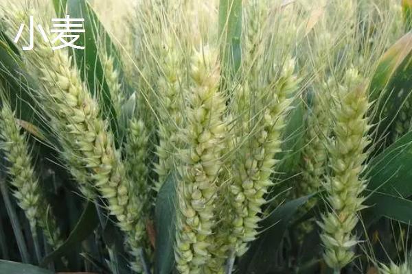 水稻与小麦有什么区别，前者是稻属谷物、后者是小麦属谷物