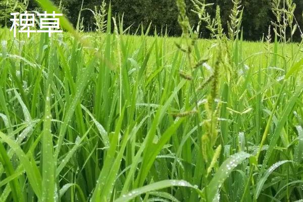 水稻与小麦有什么区别，前者是稻属谷物、后者是小麦属谷物