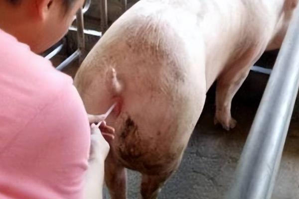 后备母猪一天要喂多少饲料,日喂量为2.5-3.5kg