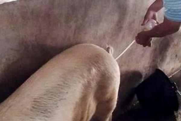 后备母猪一天要喂多少饲料,日喂量为2.5-3.5kg