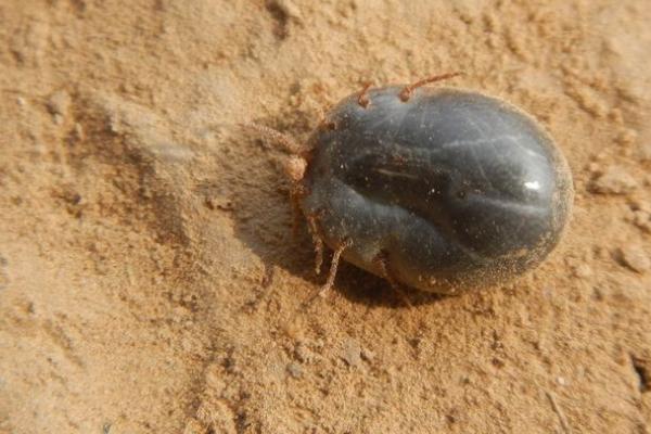 草爬子长啥样,虫体呈椭圆形且表皮革质