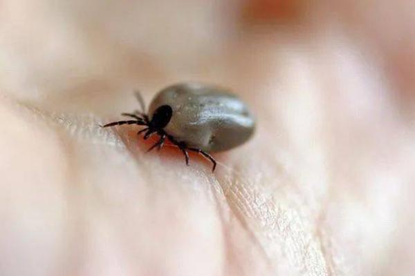 草爬子长啥样,虫体呈椭圆形且表皮革质