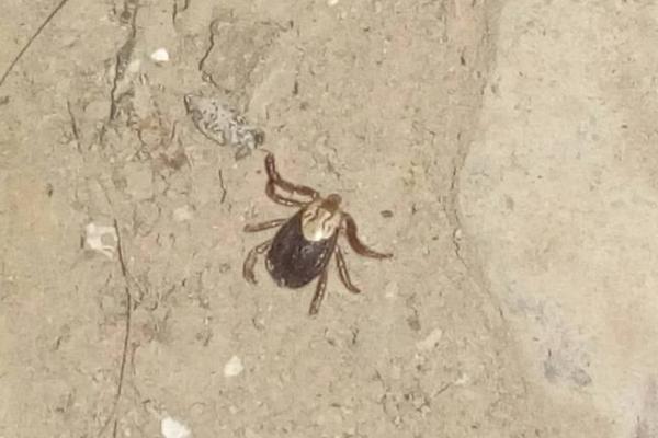 草爬子长啥样,虫体呈椭圆形且表皮革质