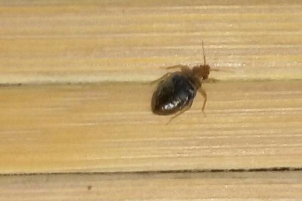 草爬子长啥样,虫体呈椭圆形且表皮革质