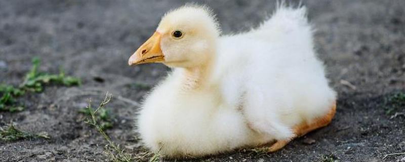 小鹅啄毛的原因