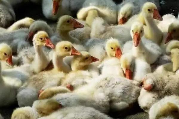 小鹅啄毛的原因，可能是钙磷含量不足或者环境条件差等