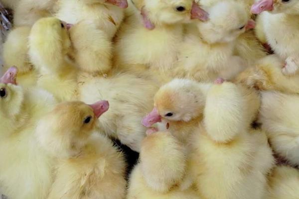 小鹅啄毛的原因，可能是钙磷含量不足或者环境条件差等