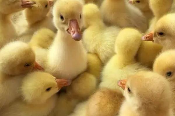 小鹅啄毛的原因，可能是钙磷含量不足或者环境条件差等