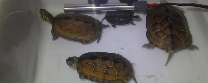 草龟能不能干养