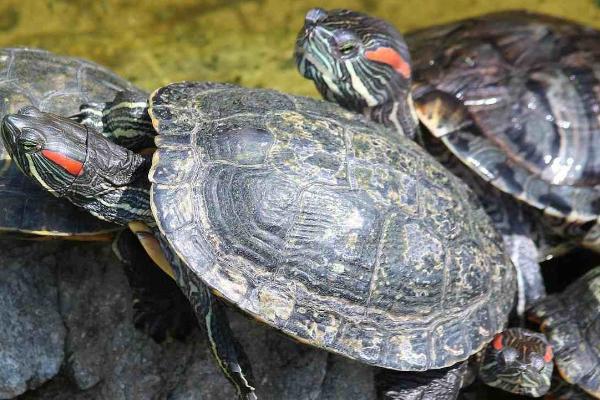 草龟能不能干养,不能长期干养否则会导致皮肤开裂