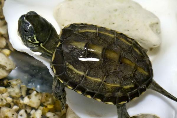 草龟能不能干养,不能长期干养否则会导致皮肤开裂