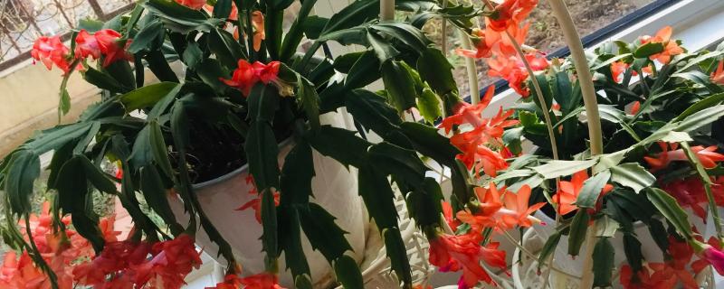 蟹爪兰的花期怎样延长