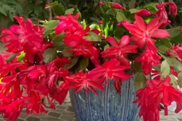 蟹爪兰的花期怎样延长,可做好遮光措施