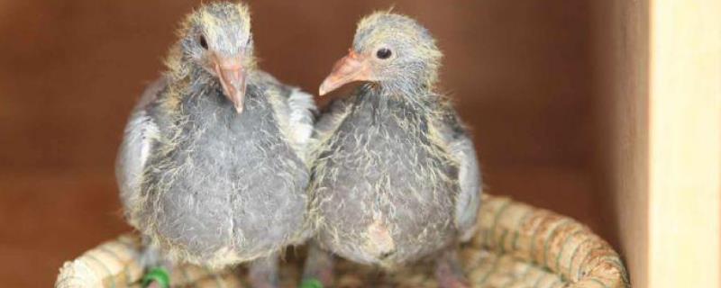 幼鸽多久可以离开父母