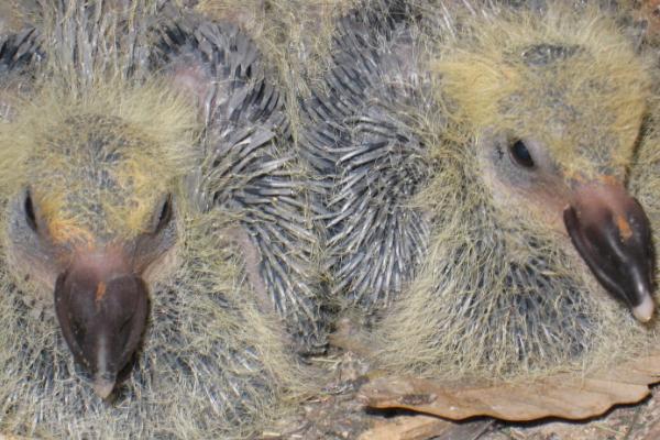 幼鸽多久可以离开父母,40天左右就可以独立生活