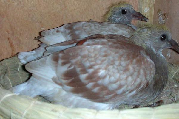 幼鸽多久可以离开父母,40天左右就可以独立生活