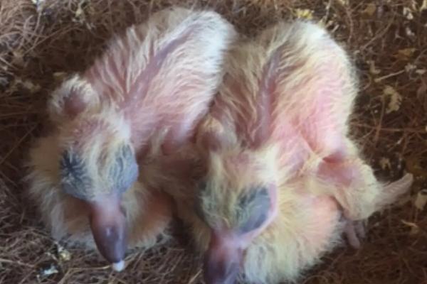 幼鸽多久可以离开父母,40天左右就可以独立生活