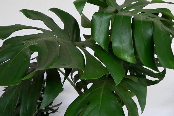 龟背竹的风水,摆在吉位可旺财