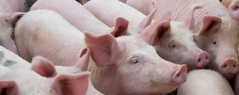 如何估算猪的体重