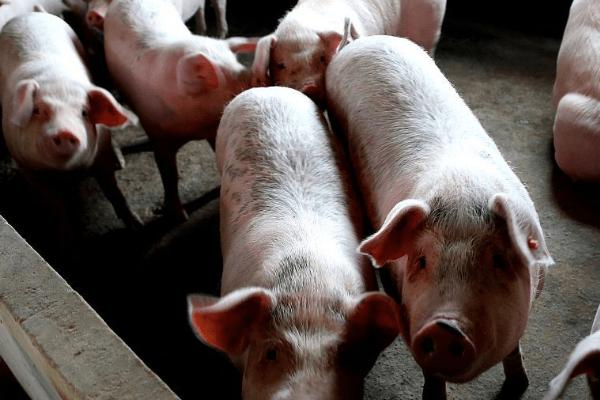 如何估算猪的体重,体重=胸围×体长/系数