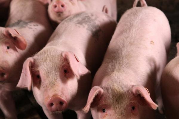 如何估算猪的体重,体重=胸围×体长/系数