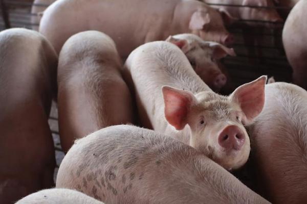 如何估算猪的体重,体重=胸围×体长/系数