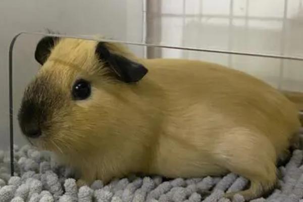 荷兰猪的寿命,寿命在8年左右