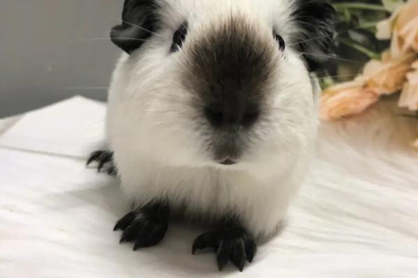 荷兰猪的寿命,寿命在8年左右