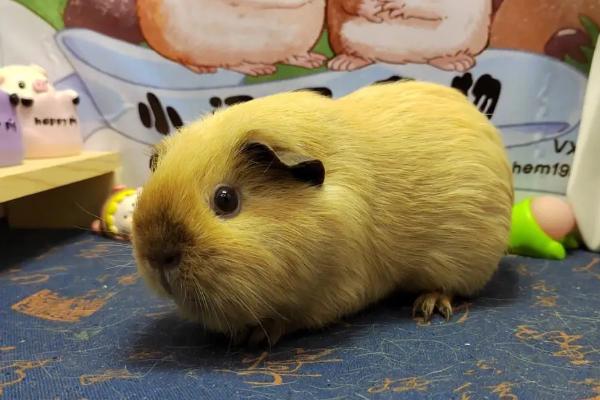 荷兰猪的寿命,寿命在8年左右