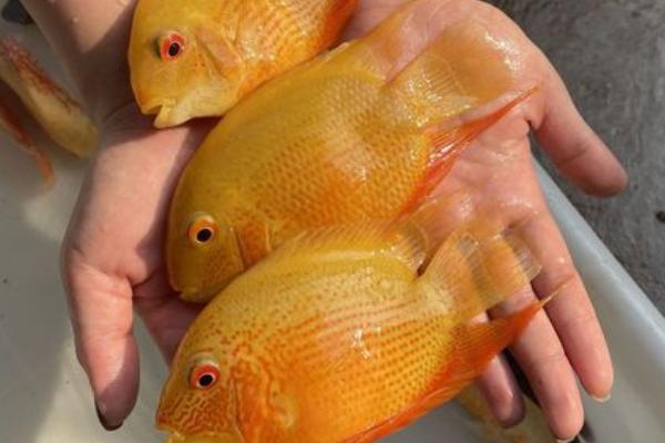 菠萝鱼能长多大,可以达到20厘米甚至以上