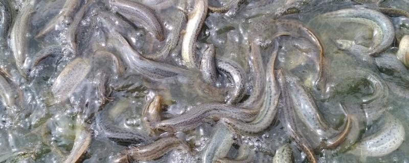 养泥鳅水深好还是水浅好