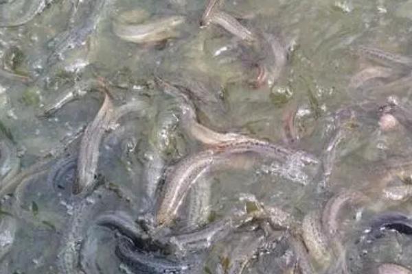 养泥鳅水深好还是水浅好,控制在100cm以内为佳