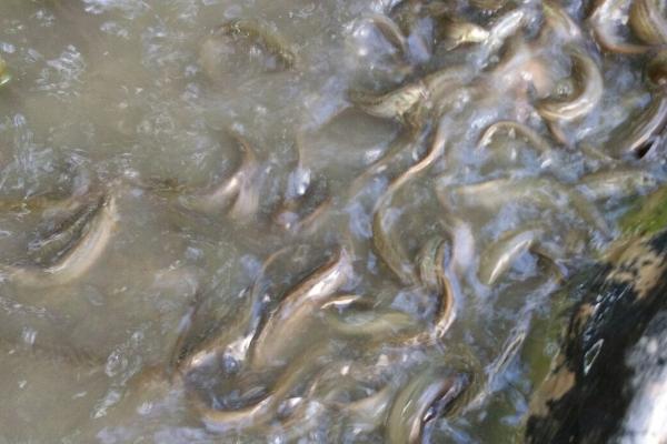 养泥鳅水深好还是水浅好,控制在100cm以内为佳