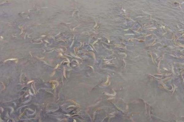 养泥鳅水深好还是水浅好,控制在100cm以内为佳