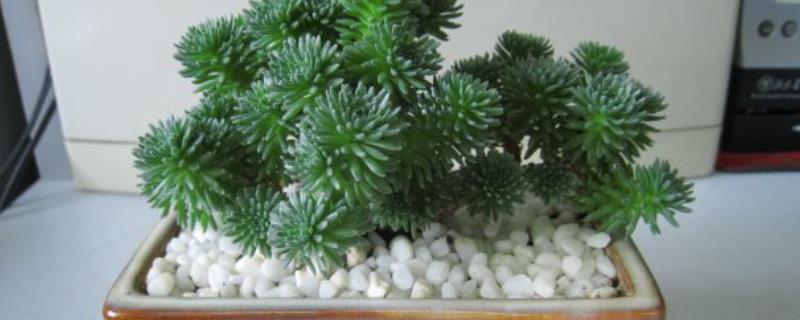 球松的繁殖方法