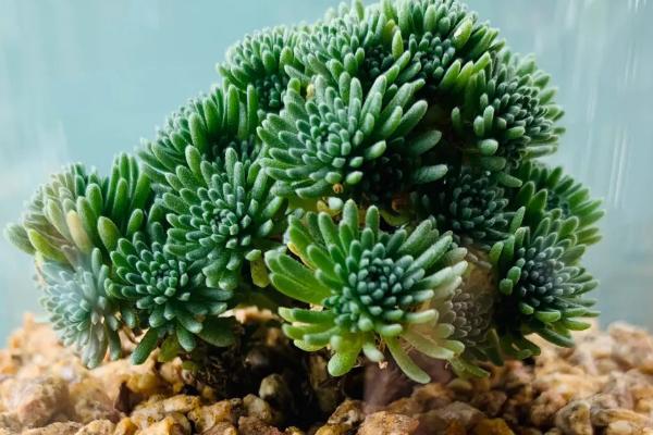 球松的繁殖方法,常见的繁殖方法是扦插繁殖