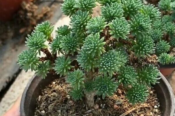 球松的繁殖方法,常见的繁殖方法是扦插繁殖