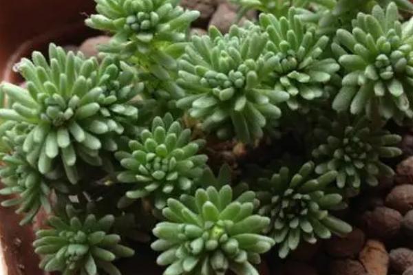 球松的繁殖方法,常见的繁殖方法是扦插繁殖