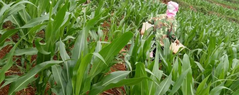 玉米地如何追肥
