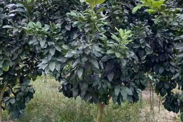 柚子树种植几年会结果,实生树通常要8-10年才开始结果