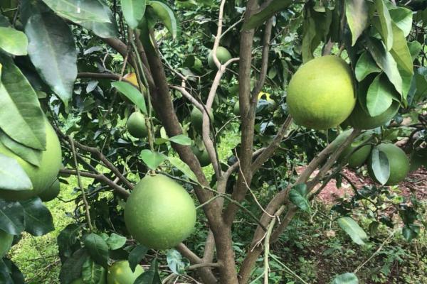 柚子树种植几年会结果,实生树通常要8-10年才开始结果