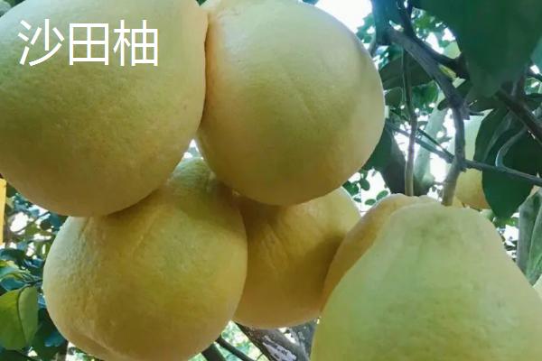 柚子树种植几年会结果,实生树通常要8-10年才开始结果