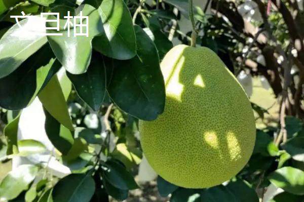 柚子树种植几年会结果,实生树通常要8-10年才开始结果