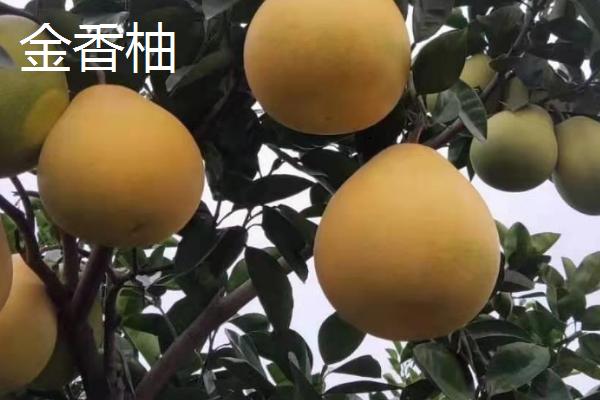 柚子树种植几年会结果,实生树通常要8-10年才开始结果