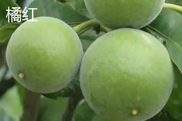 柚子树种植几年会结果,实生树通常要8-10年才开始结果