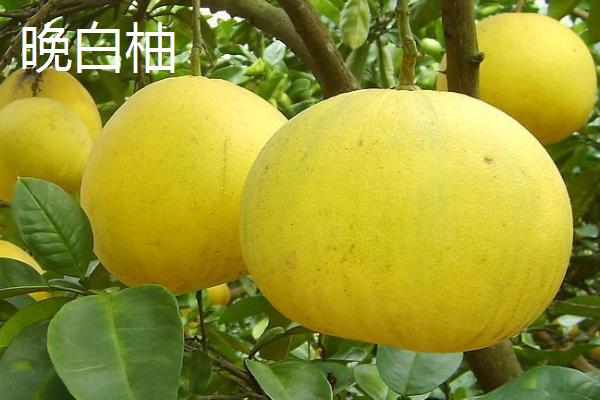 柚子树种植几年会结果,实生树通常要8-10年才开始结果