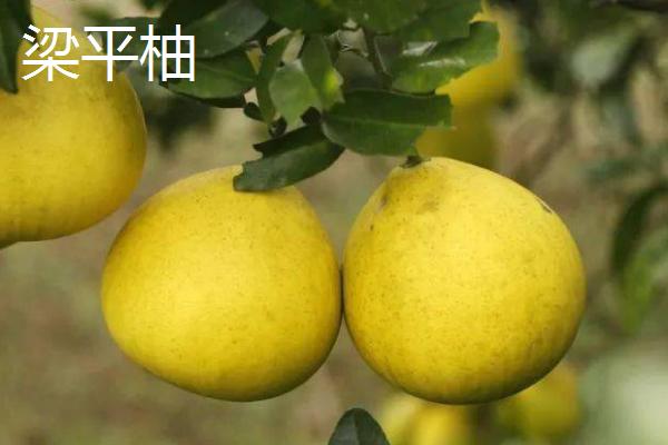 柚子树种植几年会结果,实生树通常要8-10年才开始结果