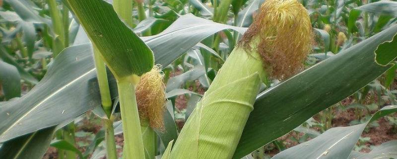 荣玉青贮908玉米品种的特性